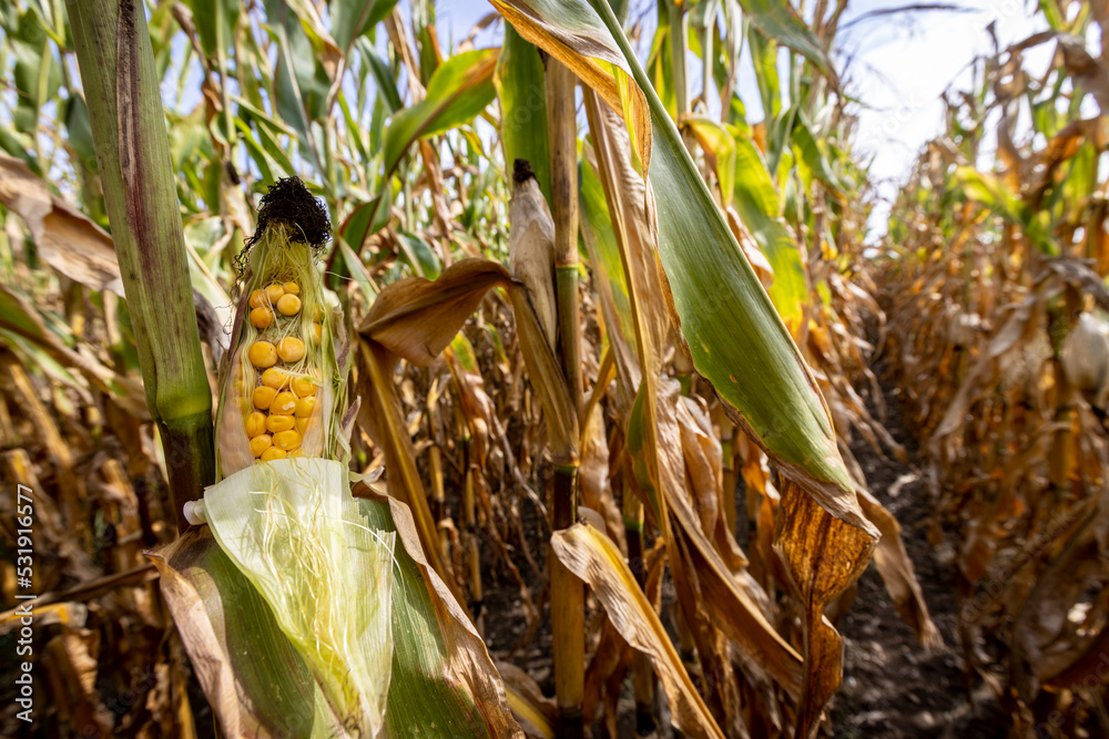 corn cobs withered due to drought