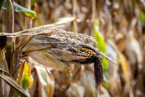 Obraz na płótnie corn cobs withered due to drought w salonie
