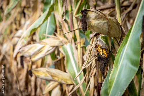 Obraz na płótnie corn cobs withered due to drought w salonie