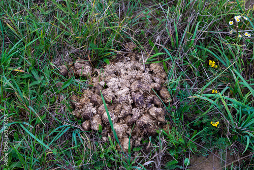 Horeses excrements in a field in Ukraine