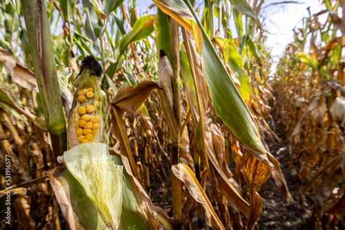 corn cobs withered due to drought