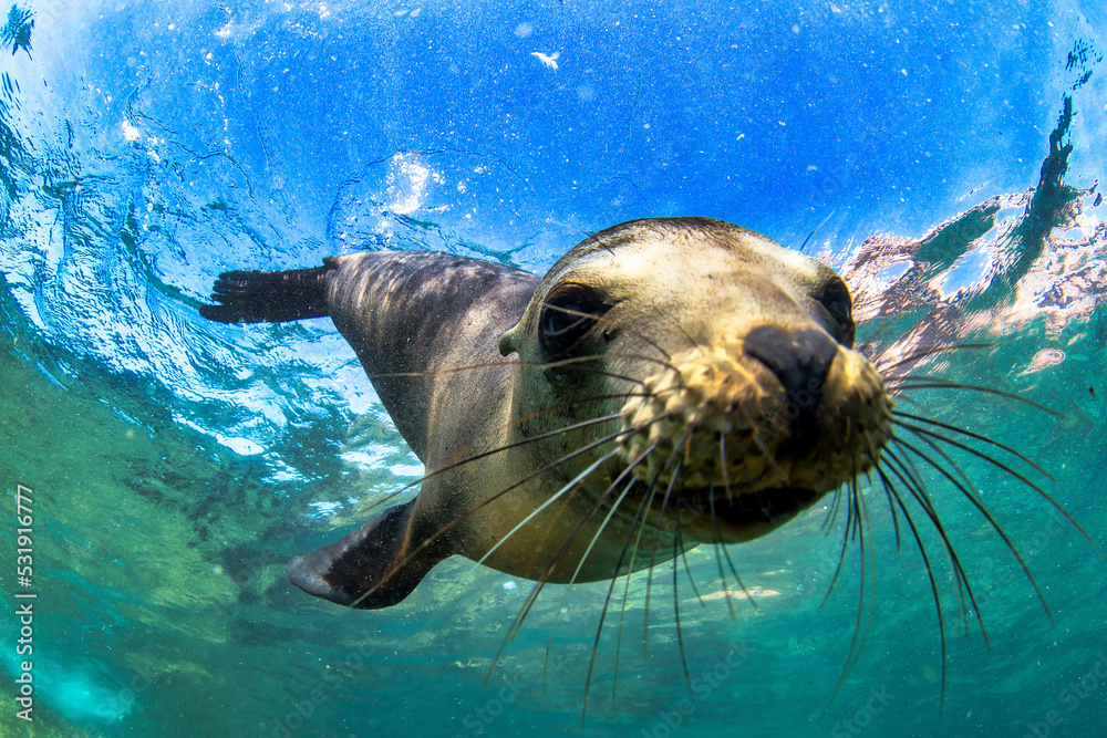 Galapagos fur seal (Arctocephalus galapagoensis) swimming at camera in tropical underwaters. Lion seal in under water world. Observation of wildlife ocean. Scuba diving adventure in Ecuador coast