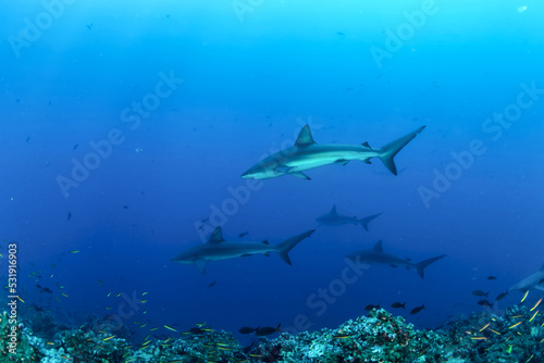 Whitetip reef ocean shark (Carcharhinus melanopterus) mammal swimming in tropical underwaters. Shark in underwater wild animal world. Observation of wildlife ocean. Scuba diving adventure in Ecuador