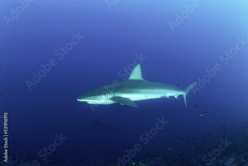Whitetip reef ocean shark (Triaenodon obesus) mammal swimming in tropical underwaters. Shark in underwater wild animal world. Observation of wildlife ocean. Scuba diving adventure in Ecuador coast