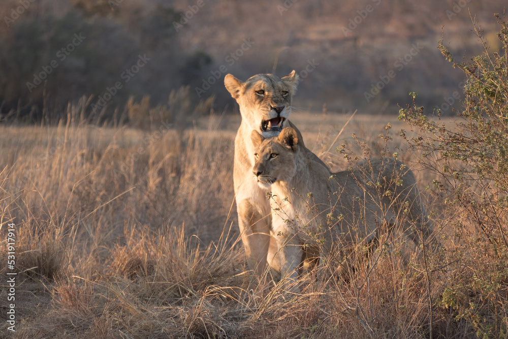 Lioness with cub in the savanna, in early morning light Lioness with cub in the savanna, in early morning light