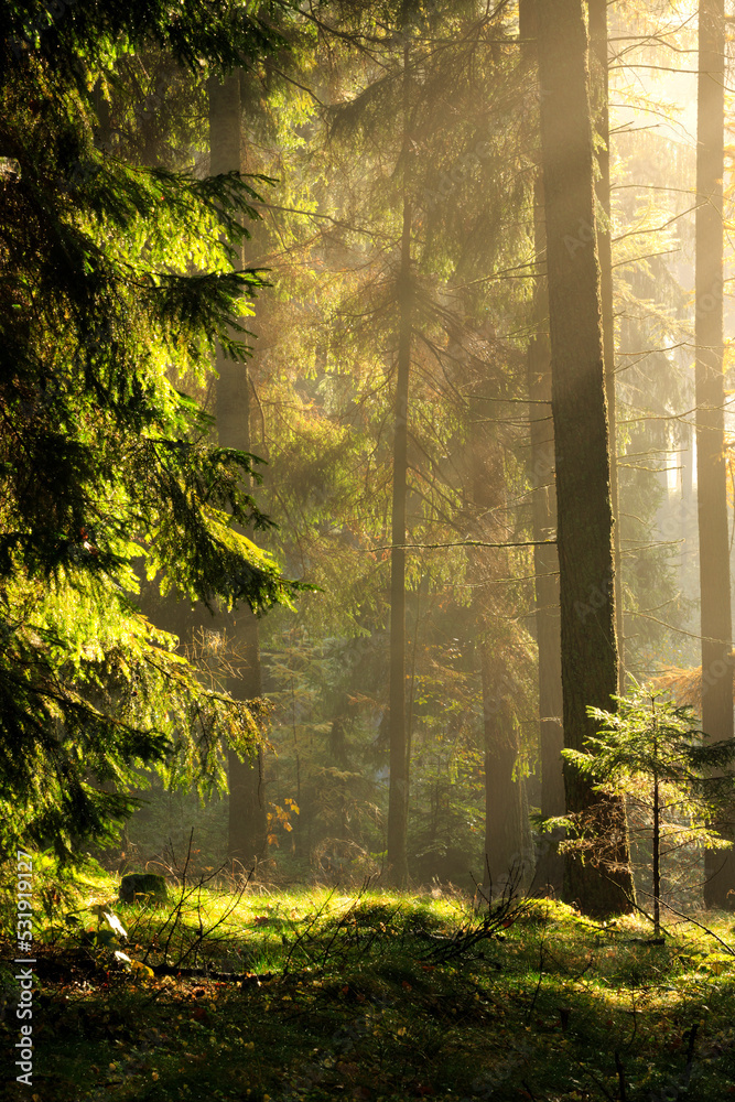 Fototapeta premium sun rays in the forest
