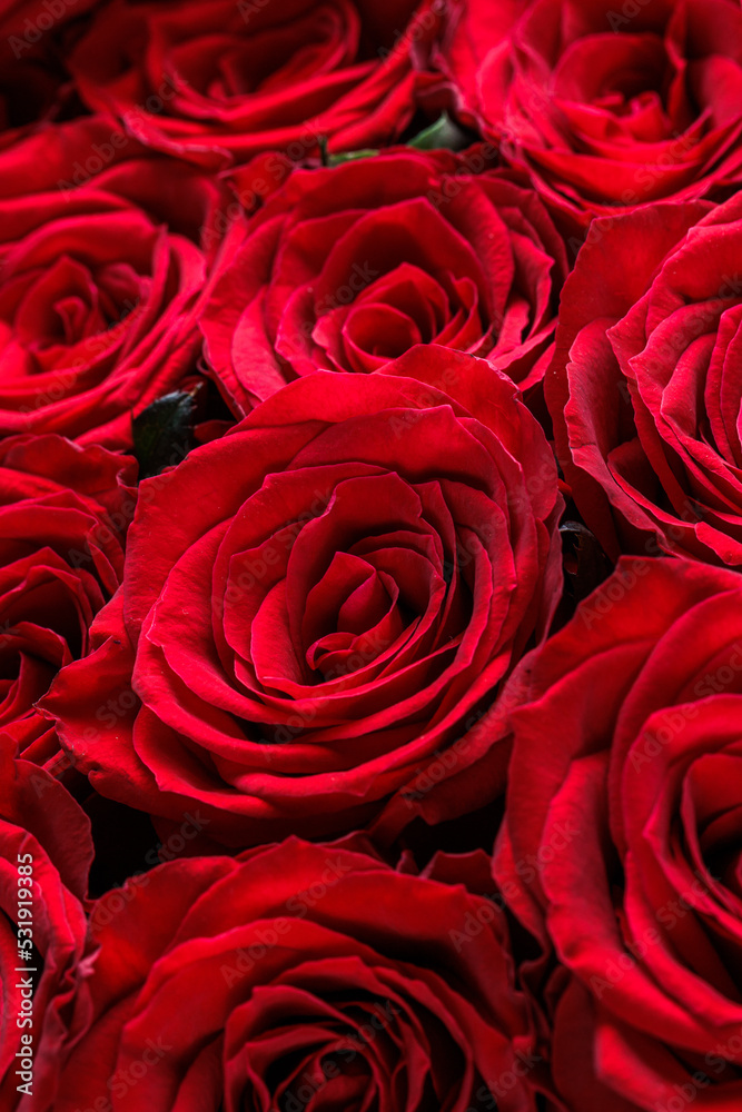 Bunch of fresh deep red roses floral background