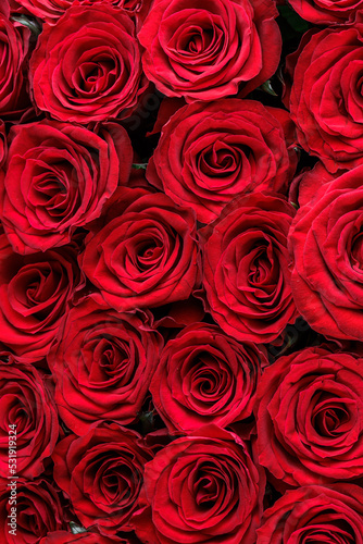 Bunch of fresh deep red roses floral background