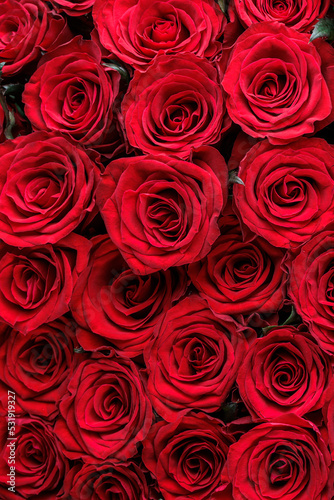 Fototapeta Naklejka Na Ścianę i Meble -  Bunch of fresh deep red roses floral background