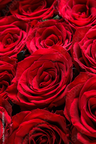 Bunch of fresh deep red roses floral background