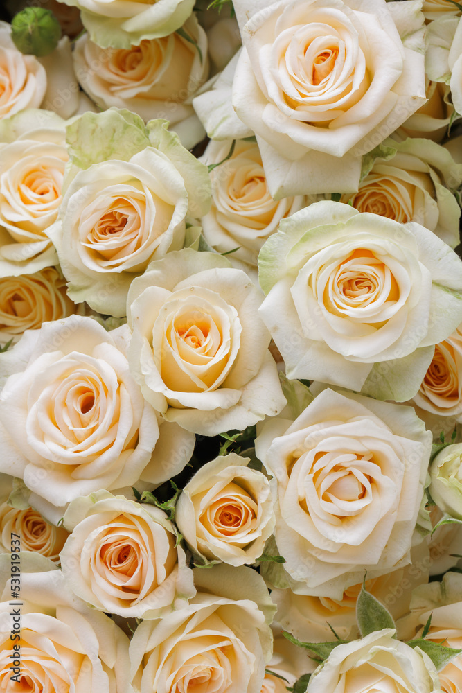 Bunch of fresh white yellow green pale roses floral background Bunch of fresh white yellow green pale roses floral background