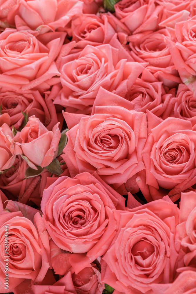 Bunch of fresh light orange pink roses floral background Bunch of fresh light orange pink roses floral background