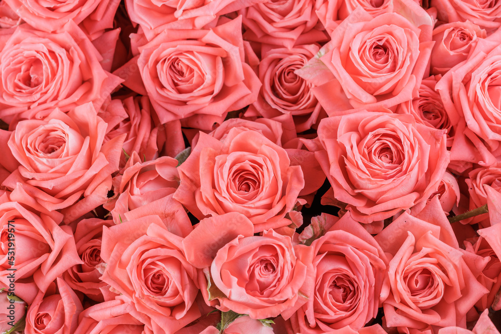 Bunch of fresh light orange pink roses floral background Bunch of fresh light orange pink roses floral background
