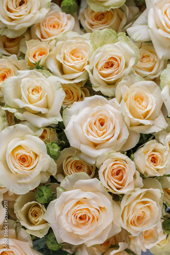 Bunch of fresh white yellow green pale roses floral background