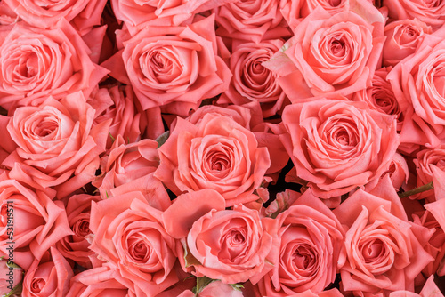 Bunch of fresh light orange pink roses floral background