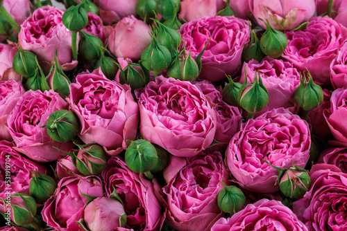 Fototapeta Naklejka Na Ścianę i Meble -  Bunch of fresh deep pink roses floral background