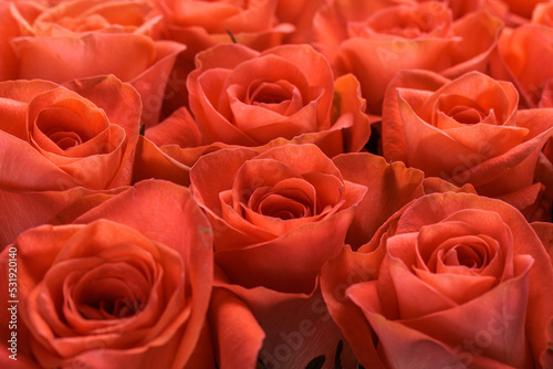 Bunch of fresh orange roses floral background