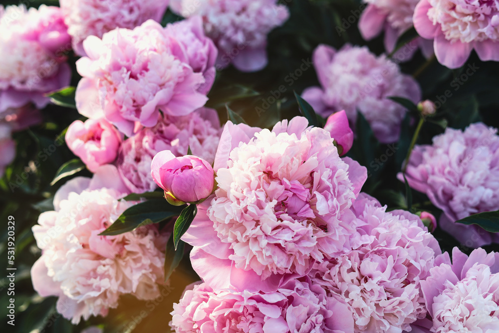 Beautiful pink peony flowers outdoors, closeup view Beautiful pink peony flowers outdoors, closeup view