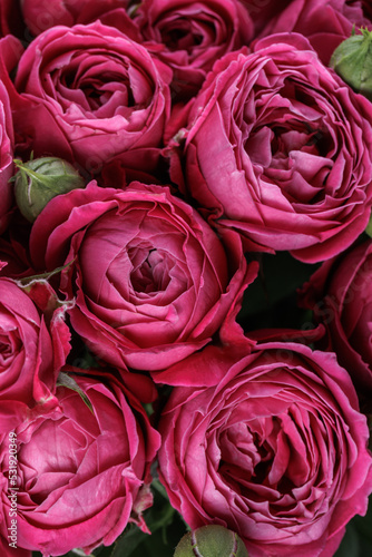 Bunch of fresh magenta roses floral background