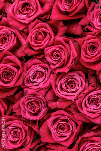 Bunch of fresh magenta roses floral background