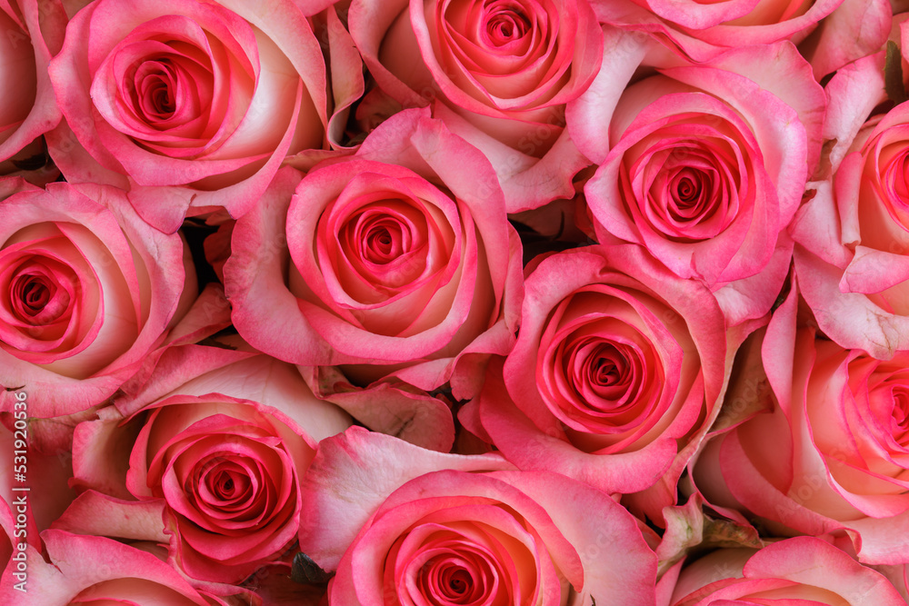 Bunch of fresh pink pale roses floral background Bunch of fresh pink pale roses floral background