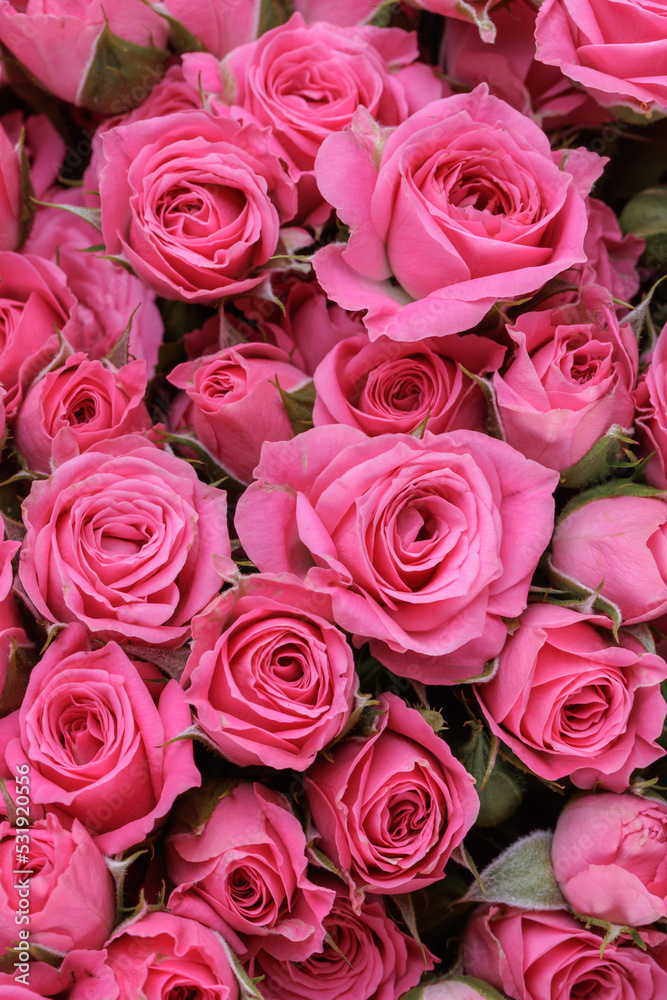Bunch of fresh pink pale roses floral background Bunch of fresh pink pale roses floral background