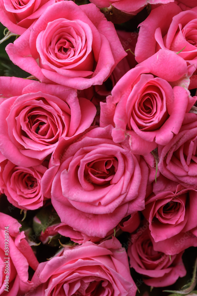 Bunch of fresh pink pale roses floral background