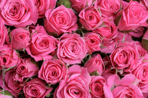 Bunch of fresh pink pale roses floral background