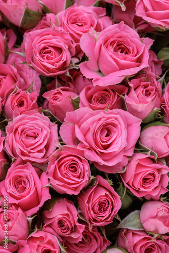 Bunch of fresh pink pale roses floral background