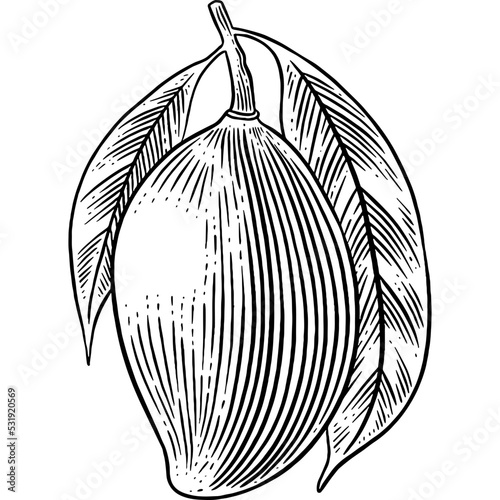 Hand drawn Mango