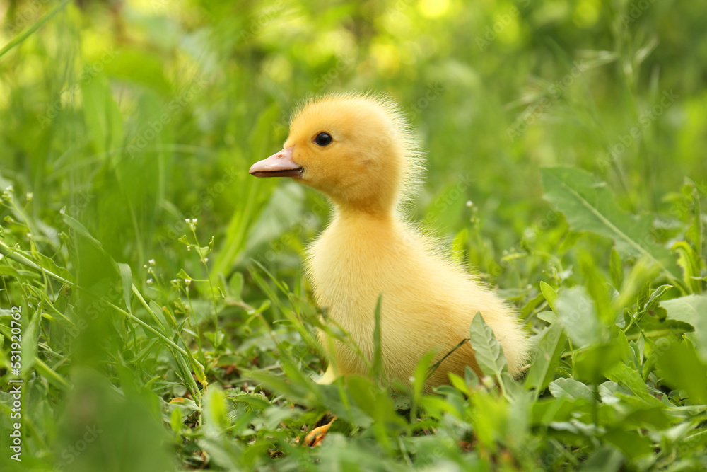 Cute fluffy duckling on green grass outdoors. Baby animal Cute fluffy duckling on green grass outdoors. Baby animal