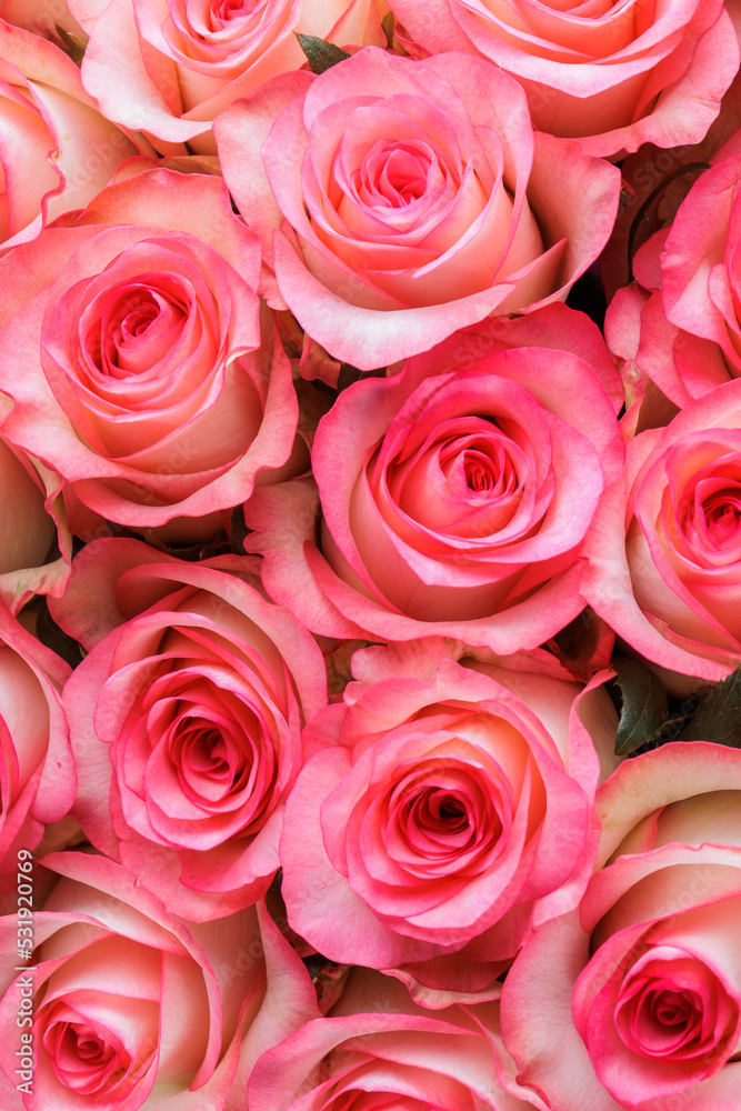 Bunch of fresh pink pale roses floral background Bunch of fresh pink pale roses floral background