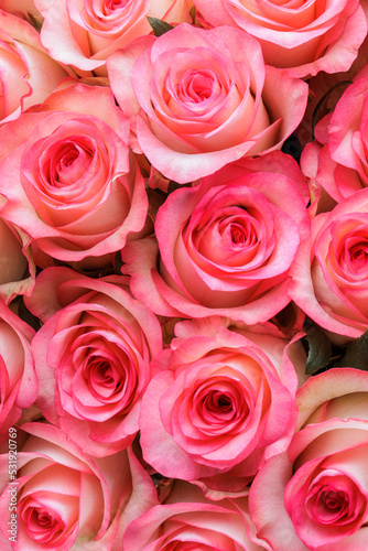 Bunch of fresh pink pale roses floral background