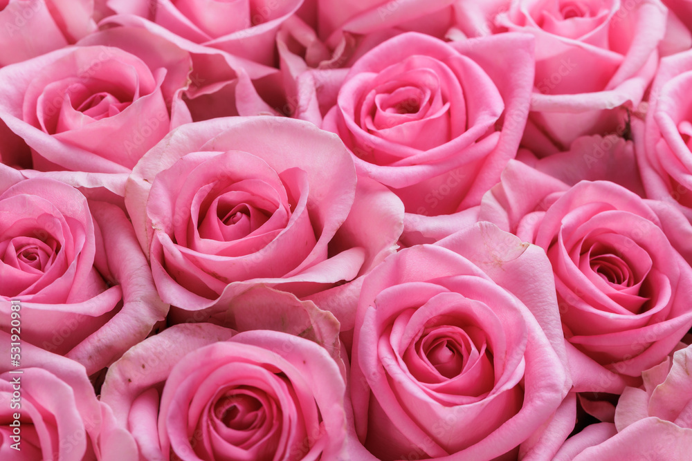 Bunch of fresh light magenta roses floral background Bunch of fresh light magenta roses floral background