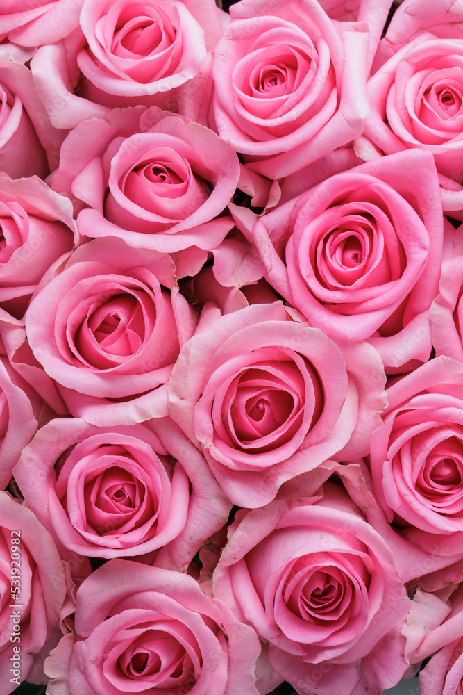 Bunch of fresh light magenta roses floral background