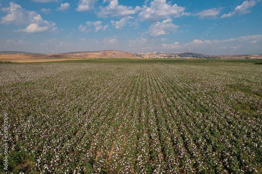 Cotton fields in Menemen-Izmir plain. Aerial drone footage.