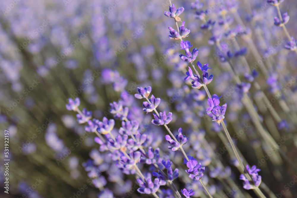 Beautiful lavender flowers growing in field, closeup Beautiful lavender flowers growing in field, closeup