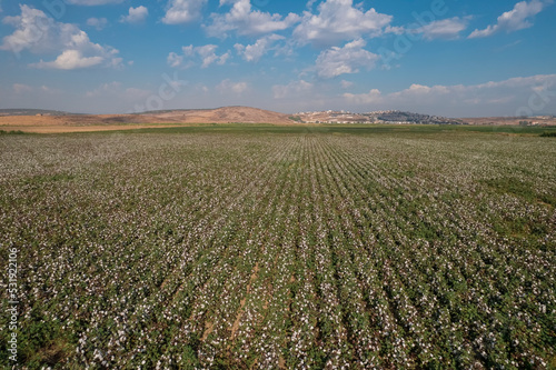 Cotton fields in Menemen-Izmir plain. Aerial drone footage. photo