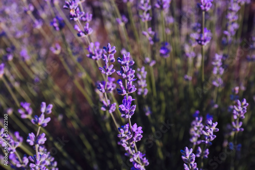 Beautiful lavender flowers growing in field  closeup