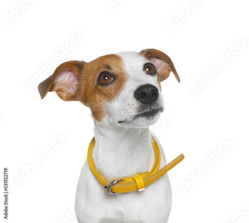 Adorable Jack Russell terrier with collar on white background © New Africa