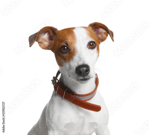 Adorable Jack Russell terrier with collar on white background