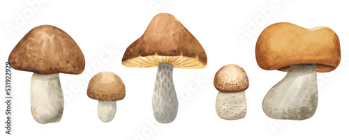 Watercolor set of forest edible mushrooms with a brown hat. Vegetarian food. Isolated on a white background. Fall harvest forest mushrooms.