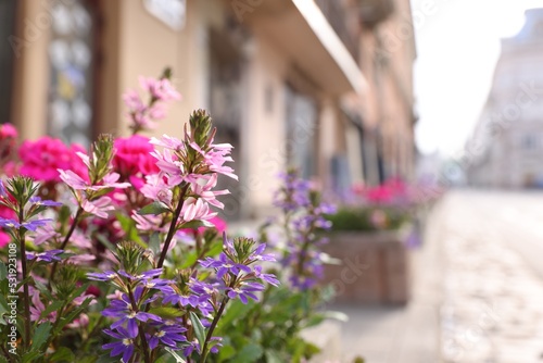 Beautiful colorful flowers on city street  closeup. Space for text