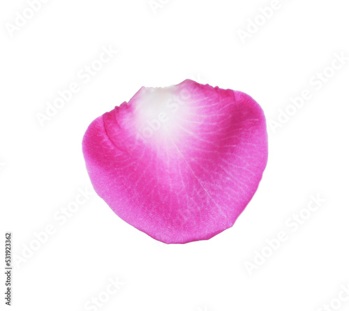 Pink rose flower petal on white background