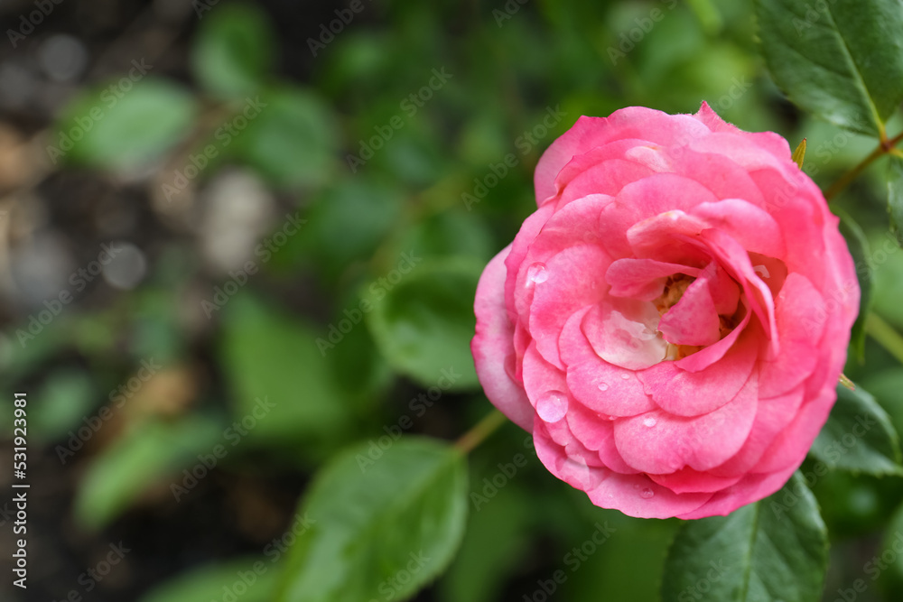 Beautiful pink rose flower with dew drops in garden, top view Beautiful pink rose flower with dew drops in garden, top view