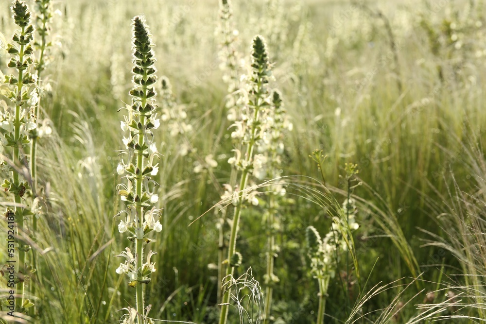 Beautiful flowers growing in meadow on sunny day Beautiful flowers growing in meadow on sunny day