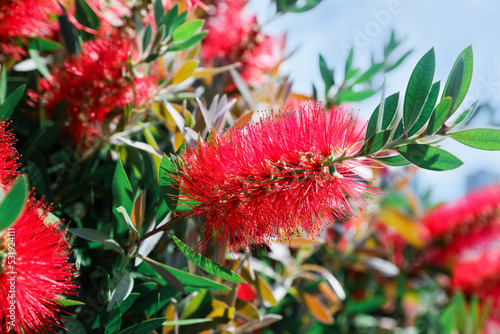 Tableau sur toile Beautiful blooming crimson bottlebrush outdoors on sunny day, closeup