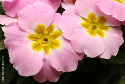 Beautiful primula  primrose  plant with pink flowers  top view. Spring blossom