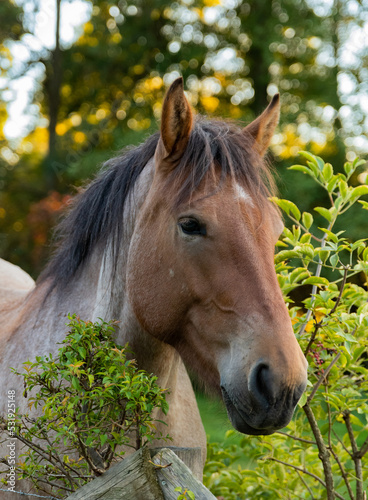 horse in the field