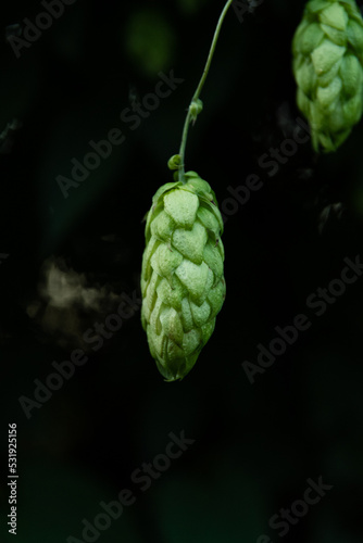 hop cones on a branch